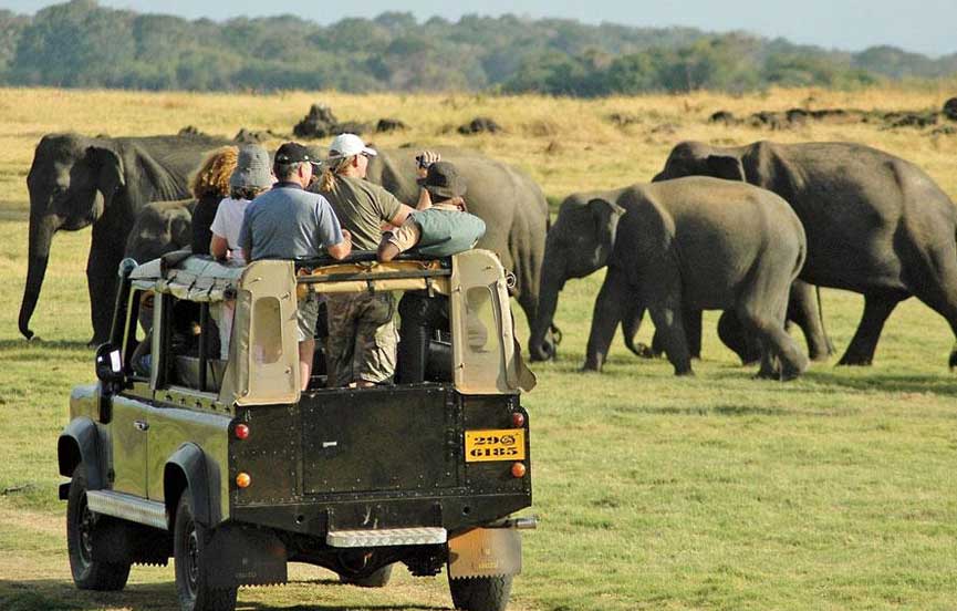 Wild Safari Adventure